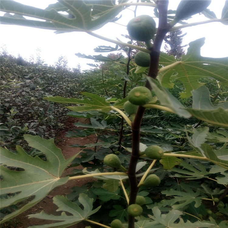 吐魯番的波姬紅無(wú)花果苗基地種植