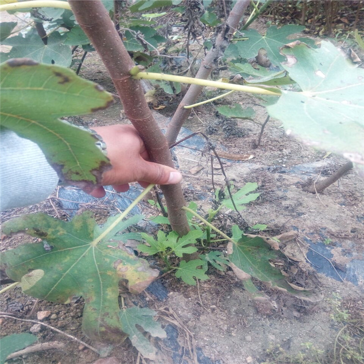 济南的美丽亚无花果苗农科院种植基地