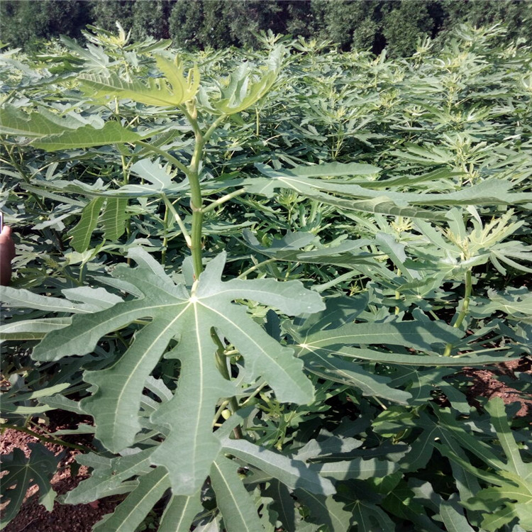 濰坊的波姬紅無花果苗全直發(fā)