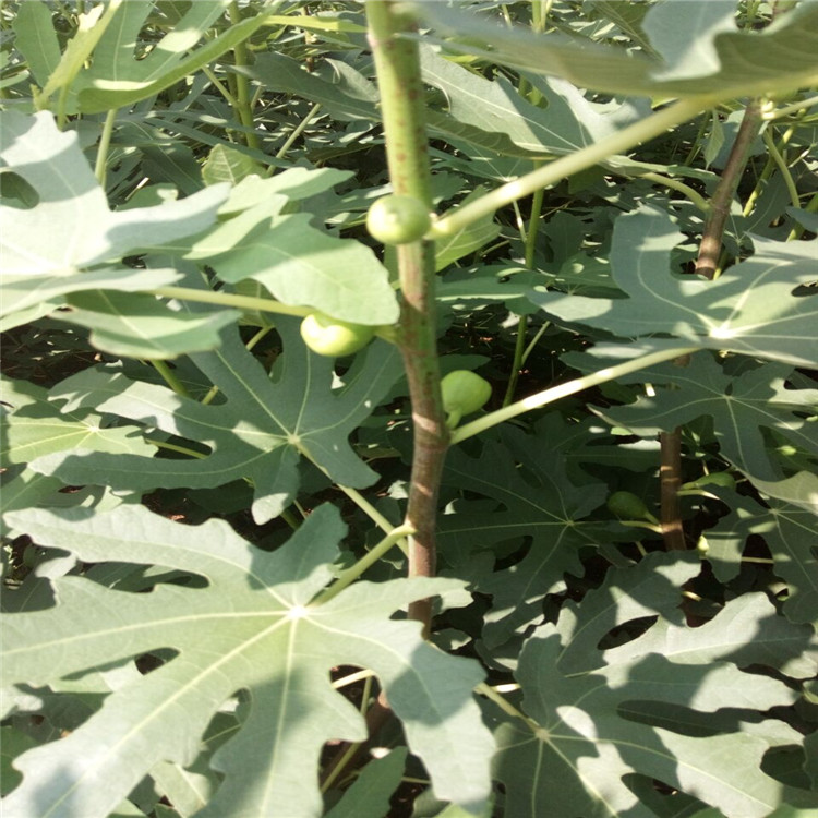 洛陽的波姬紅無花果苗基地種植