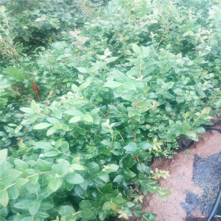 連云港的2年藍莓苗市場價格是多少