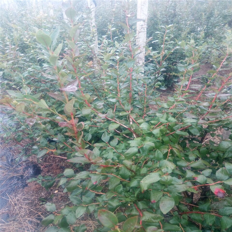 新余的藍(lán)寶石藍(lán)莓苗品種介紹
