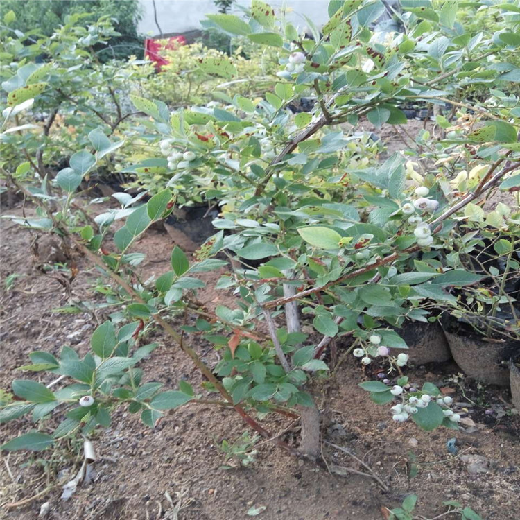 懷化的美登藍(lán)莓苗品種介紹