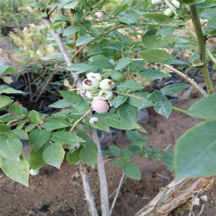 懷化的美登藍(lán)莓苗品種介紹