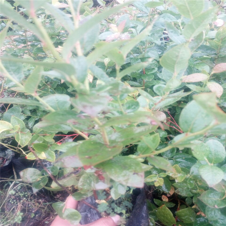 菏澤的布里吉塔藍(lán)莓苗一畝地種植多少錢