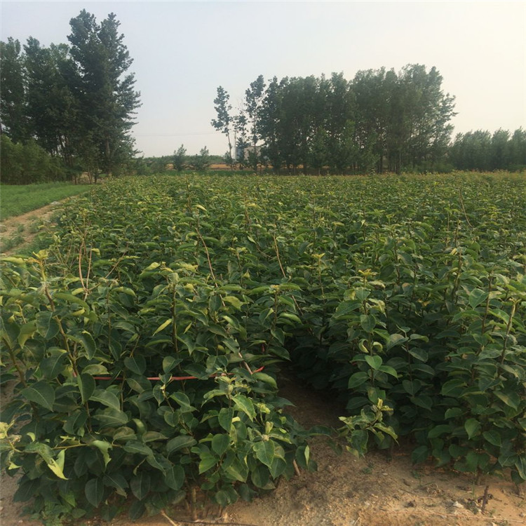 拉薩的2公分綠寶石梨樹(shù)苗農(nóng)業(yè)信息