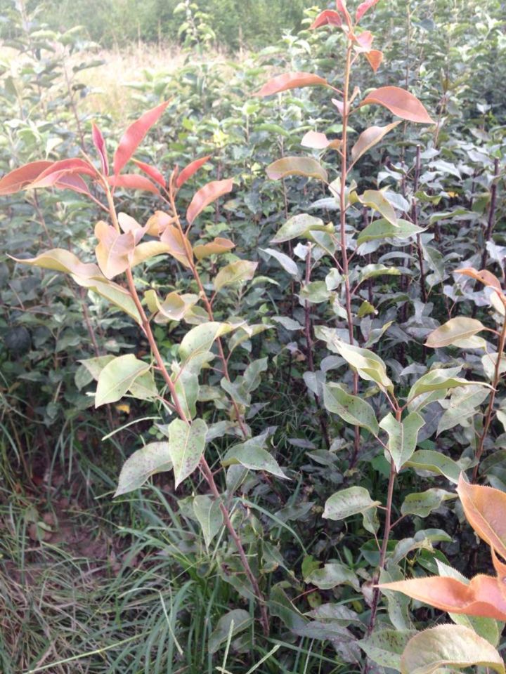 拉薩的2公分綠寶石梨樹(shù)苗農(nóng)業(yè)信息