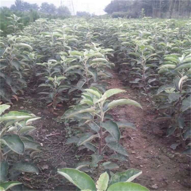 眉山的紅富士蘋果苗新品種研發(fā)