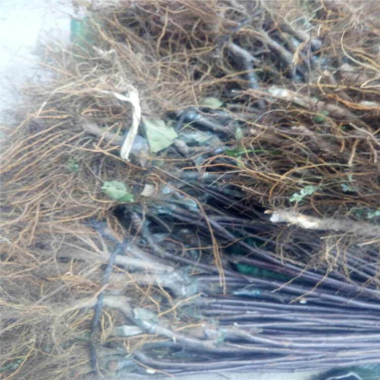 撫順的寒富蘋果苗優(yōu)缺點分析