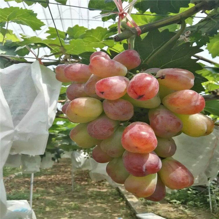 張家口的茉莉香葡萄苗優缺點分析