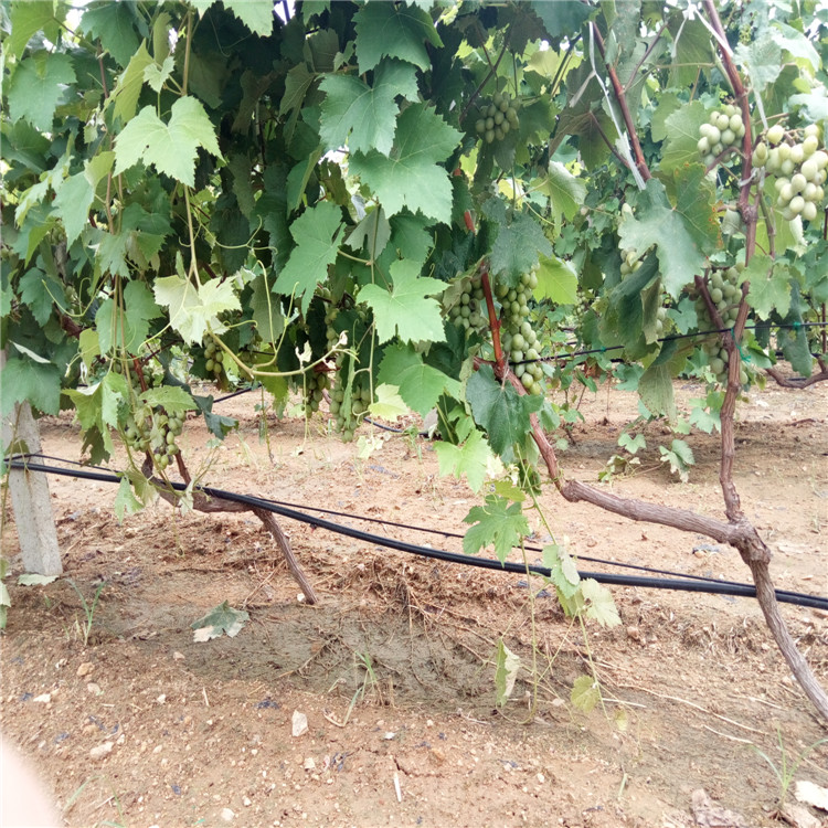 張家口的茉莉香葡萄苗優缺點分析