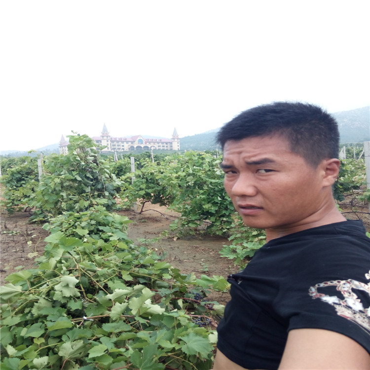 鄢陵縣的茉莉香葡萄苗種植技術(shù)指導