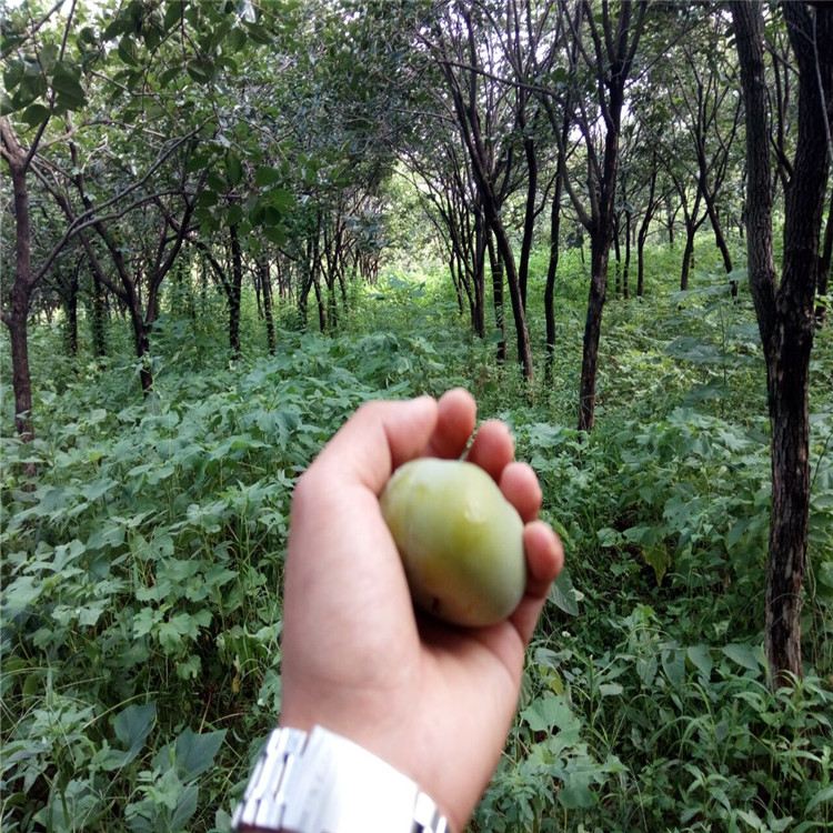 邯鄲的藤八甜柿柿子苗基地種植
