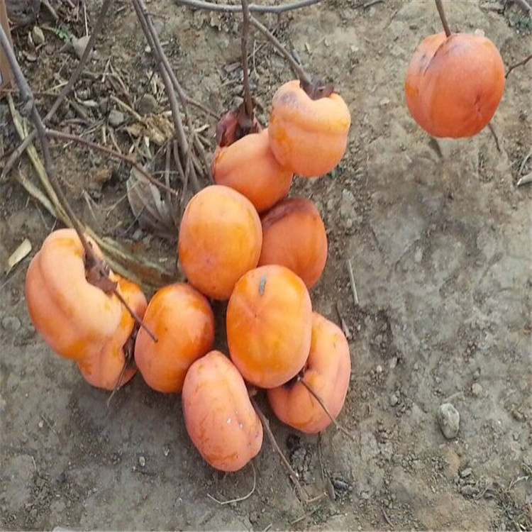 邯鄲的藤八甜柿柿子苗基地種植