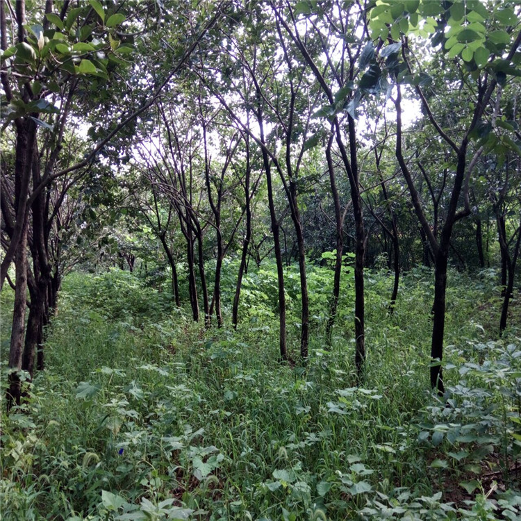邯鄲的藤八甜柿柿子苗基地種植