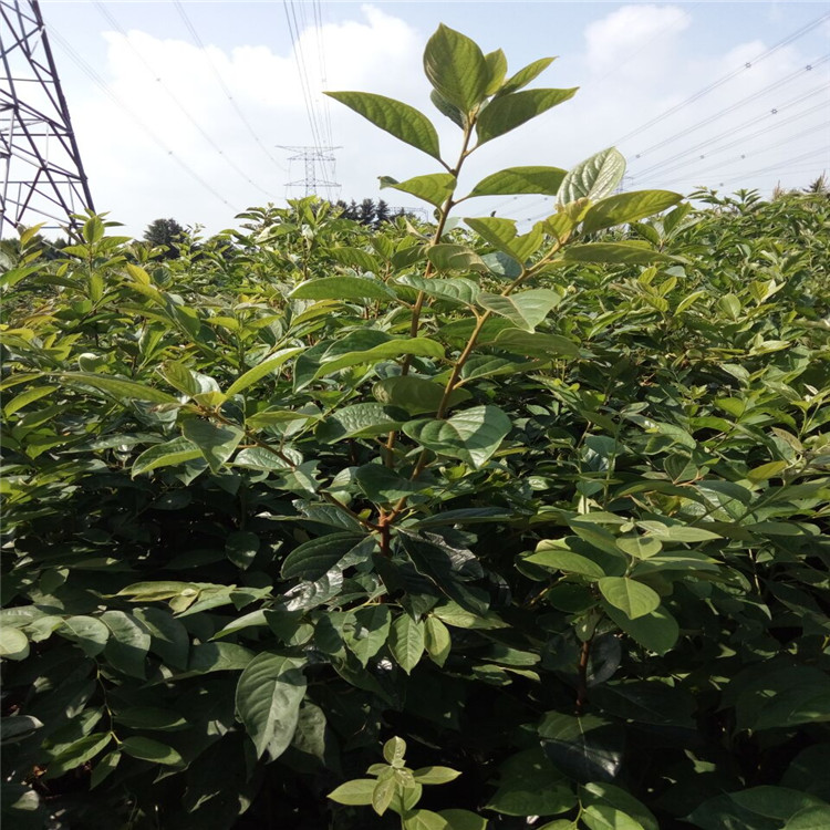廊坊的松本早生柿子苗基地培育