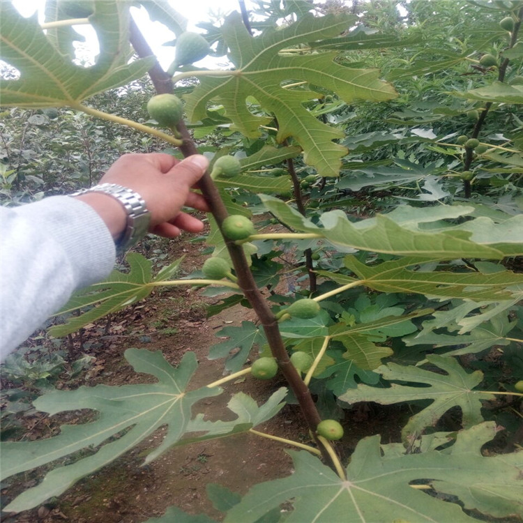 銅仁砂糖無(wú)花果苗調(diào)價(jià)信息種苗種植