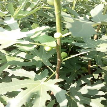 西雙版納波姬紅無花果苗批發(fā)出售