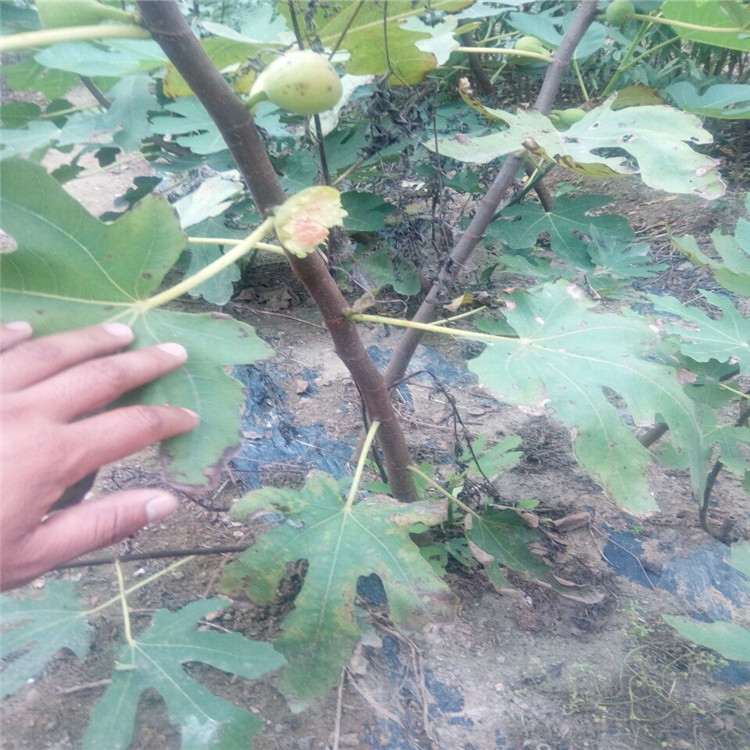 西雙版納波姬紅無花果苗批發(fā)出售