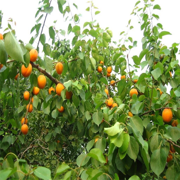伊犁哈薩克紅豐杏樹苗價(jià)格多少咨詢平臺(tái)