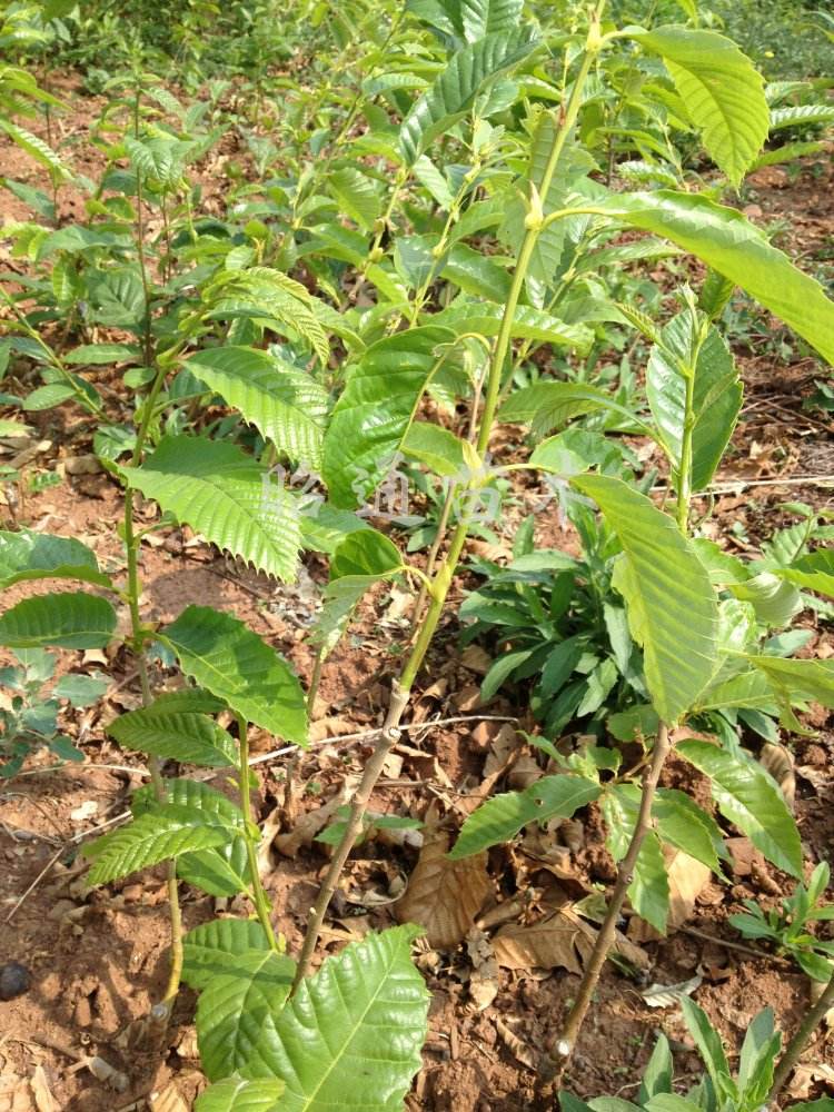 唐山2公分板栗苗年賣價各
