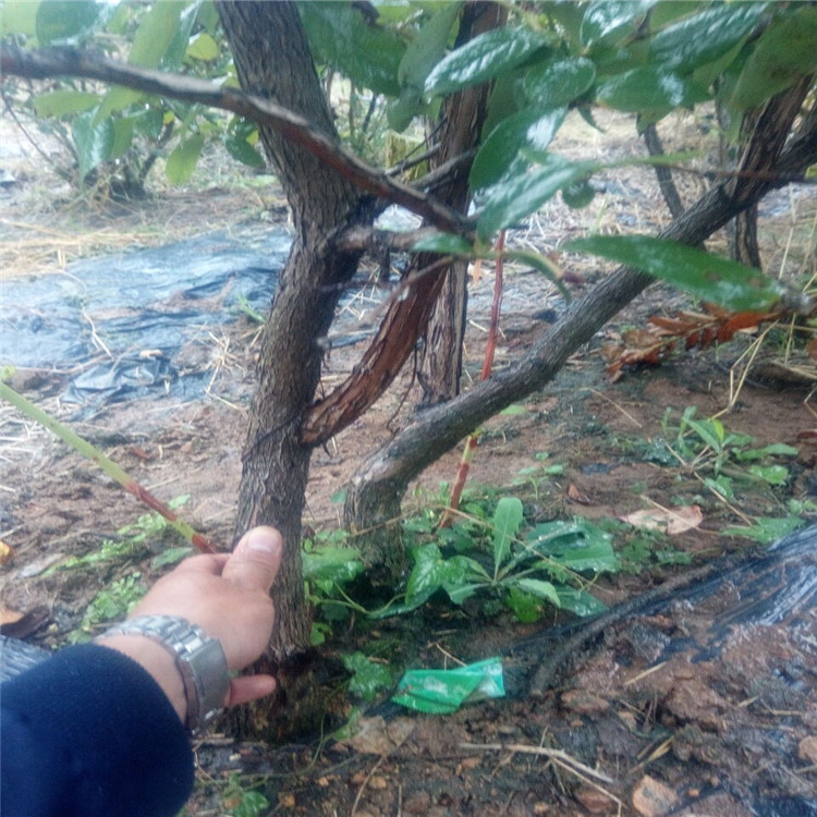 菏澤號(hào)藍(lán)莓苗基地種植