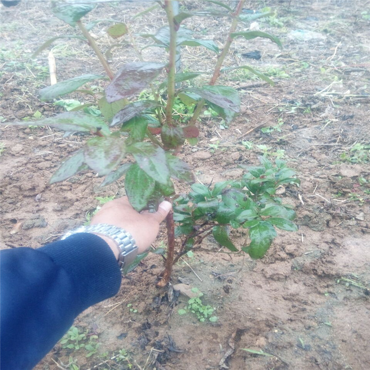 菏澤號(hào)藍(lán)莓苗基地種植