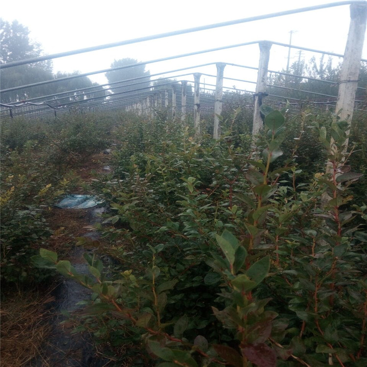 昌都瑞卡藍(lán)莓苗現(xiàn)貨交易