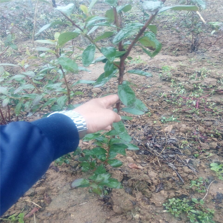 菏澤號(hào)藍(lán)莓苗基地種植