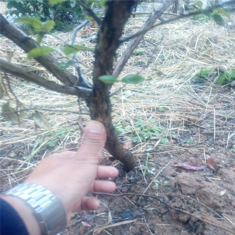 晉城埃利奧特藍(lán)莓苗品種介紹