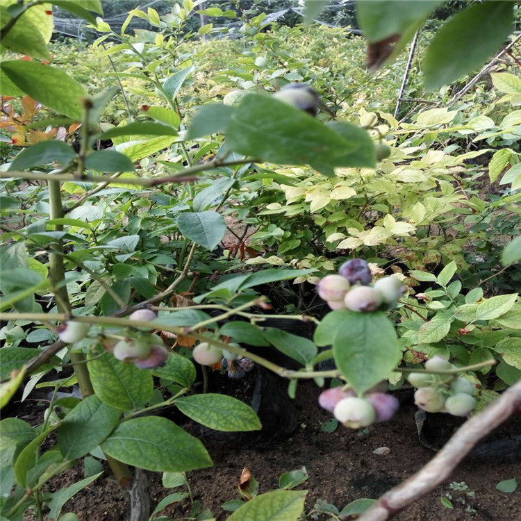 大興安嶺當(dāng)年藍(lán)莓苗正規(guī)品種