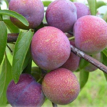 紹興紅心李子苗(農(nóng)業(yè)資訊）