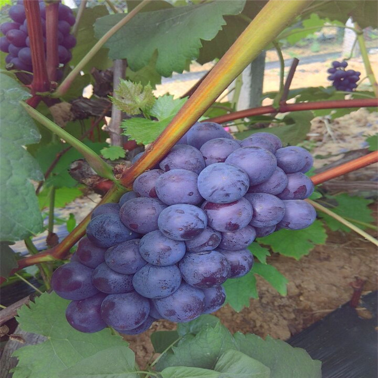 信息:本溪紅芭拉蒂葡萄苗現(xiàn)貨交易