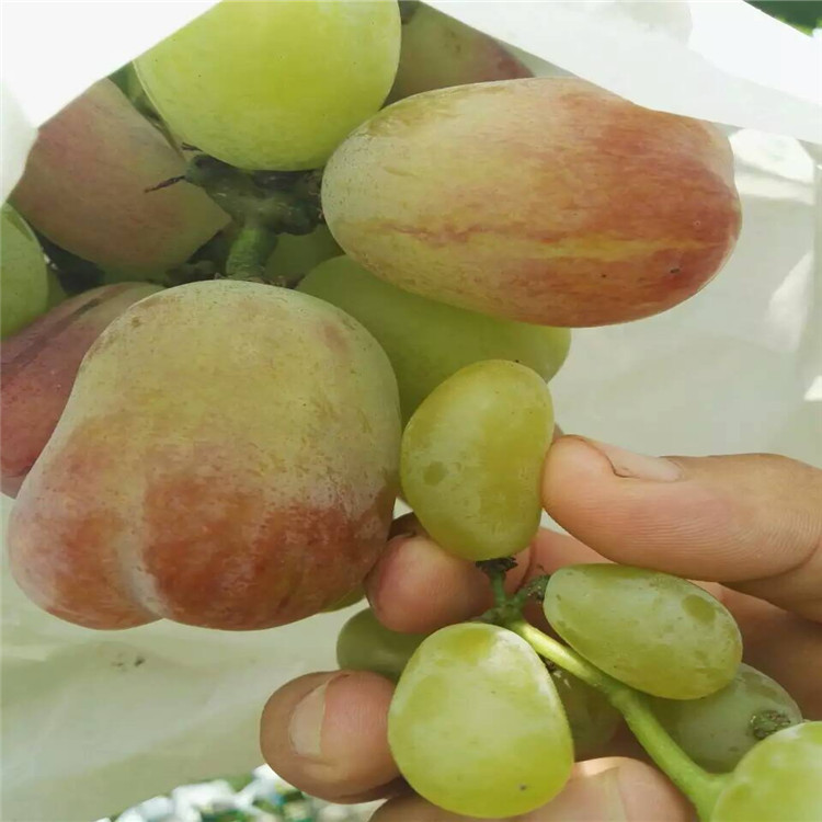 信息:白城葡萄苗種植信息