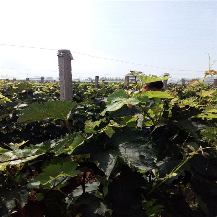 信息:本溪紅芭拉蒂葡萄苗現(xiàn)貨交易