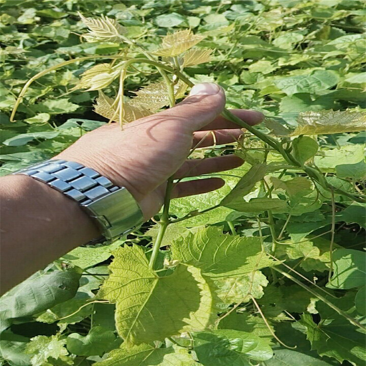 信息:本溪紅芭拉蒂葡萄苗現(xiàn)貨交易