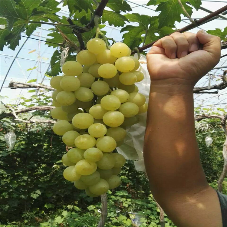 信息:呼和浩特嫁接葡萄苗出售