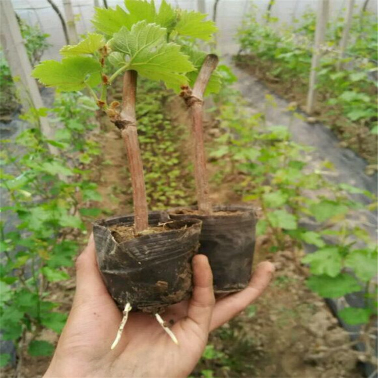 信息:懷化戶太8號葡萄苗優(yōu)缺點分析