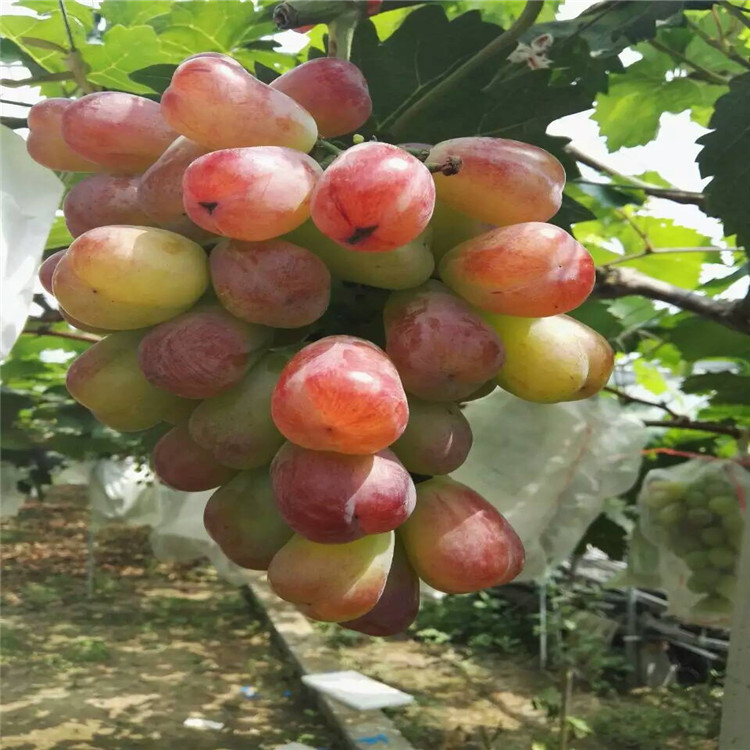 信息:孝感京亞葡萄苗種植信息