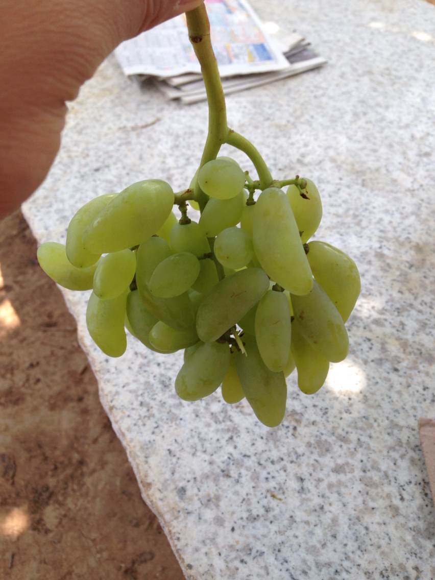 信息:白城葡萄苗種植信息