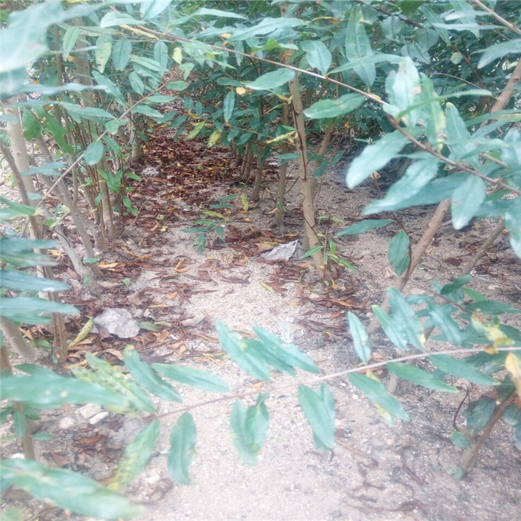 資訊南寧石榴苗苗木資訊