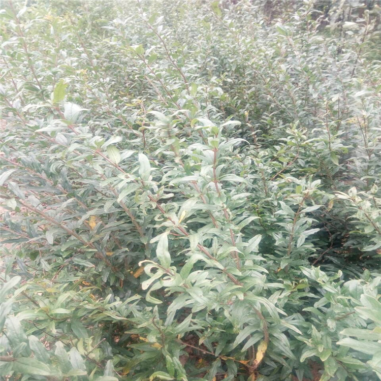 資訊昆明突尼斯軟籽石榴苗農(nóng)業(yè)信息