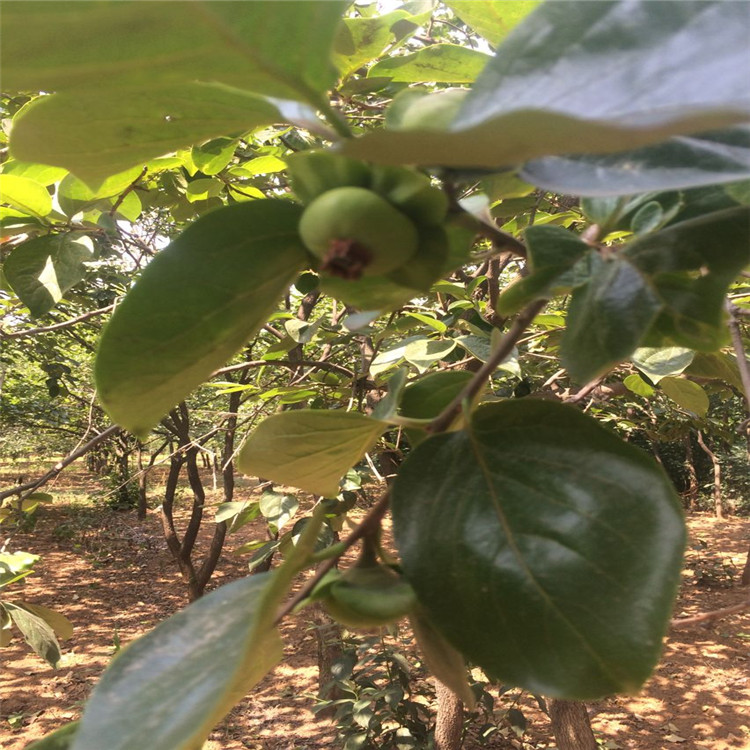 資訊濱州無(wú)核方柿苗基地種植