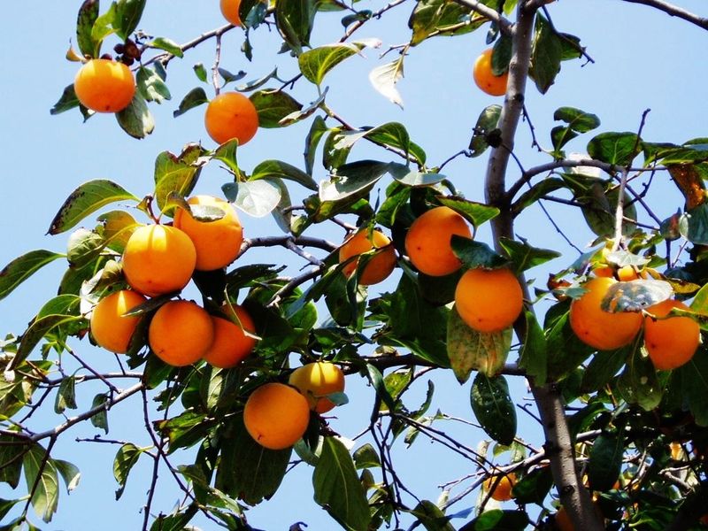 資訊信陽藤八柿子苗農(nóng)科院種植基地