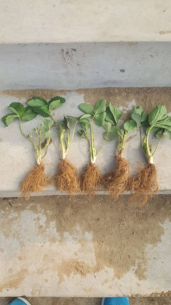 資訊南通有機(jī)草莓苗基地培育