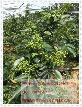 綿陽(yáng)青花椒苗批發(fā)批量訂購(gòu)青花椒苗贈(zèng)送技術(shù)資料