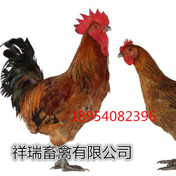青脚麻鸡/土鸡/红玉鸡/鸡苗/脱温鸡/及种蛋