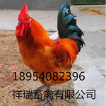 青脚麻鸡/红玉鸡/草鸡/养殖鸡苗/脱温鸡/种蛋