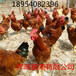 定西九斤红鸡红玉鸡苗芦花鸡区分公母优质鸡苗疫苗防疫
