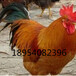 芦花鸡/元宝鸡/九斤黄/优质鸡苗/脱温鸡及种蛋